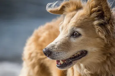 Фоновые изображения беспородных собак для вашего экрана