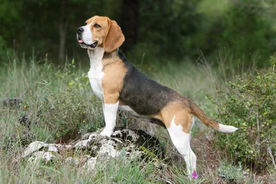 Чистокровный щенок 🐕 бигль - девочка, 2.5 месяца, привита. Очень ласковая,  будет хорошим другом в семье, любит детей. К сожалению… | Instagram