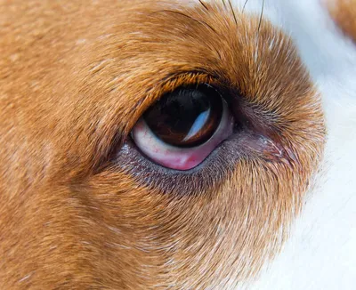 Картинки Блефарита у собак: выберите свой идеальный размер