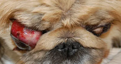 Картинки Блефарита у собак: лучший выбор фото для обоев