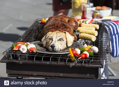 Уникальные изображения: блюдо из собаки на обоях