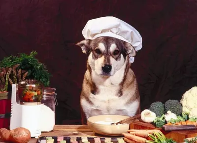 Фото собак: впечатляющие изображения блюда из собаки