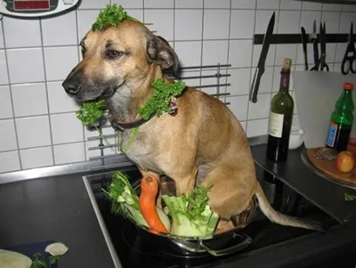 Блюдо из собаки: фото в высоком разрешении