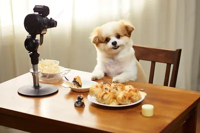 Фантастические образы: блюдо из собаки в разных форматах