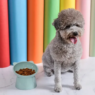 Блюдо из собаки: фотографии разных размеров
