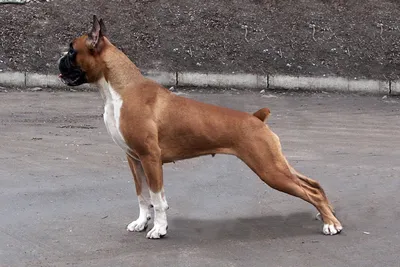 Фотография боксера тигрового собаки в формате WEBP для быстрой загрузки
