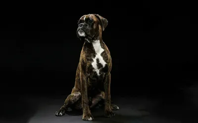 Портрет боксера тигрового собаки с ярким фоном