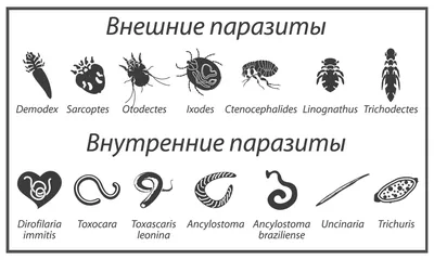 Настроение и исцеление: Картинки собак, переживших болезнь лайма