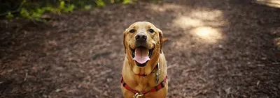 Болезнь лайма у собак: Фото скачать бесплатно в хорошем качестве