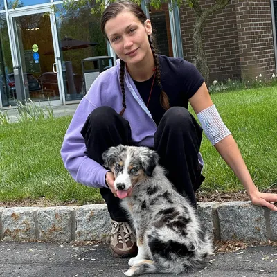 Путь к здоровью: Изображения собак, прошедших лечение от лайма