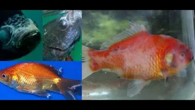 Болезни аквариумных рыб фото и их лечение фотографии