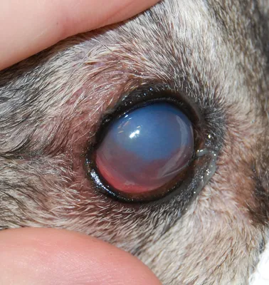 Болезни глаз у собак: лечение и фото