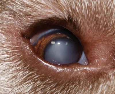 Фотографии собак с проблемами глаз: фон для рабочего стола