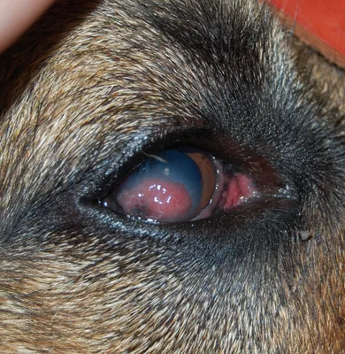 Изображения глазных проблем у собак: бесплатно и в хорошем качестве