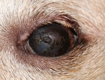 Изображения болезней глаз у собак: в хорошем качестве