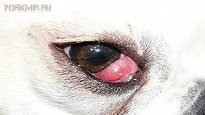 Изображения болезней глаз у собак: скачать фон в webp