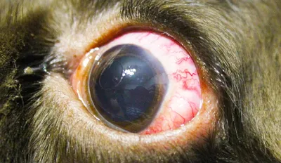 Фото глазных заболеваний у собак: скачать бесплатно в webp