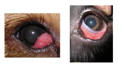 Лечение заболеваний глаз собак: фото и скачать бесплатно