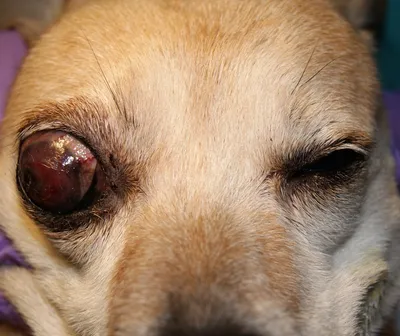 Фото заболеваний глаз у собак: скачать обои