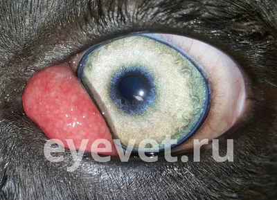Картинки болезней глаз у собак: обои для скачивания