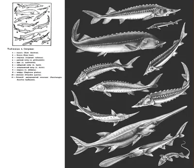 https://fotobase.co/photo/bolezni-osetrovykh-ryb/