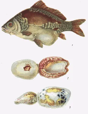 Какую опасность несут болезни рыб ? | Рыбалка в Поволжье | Дзен