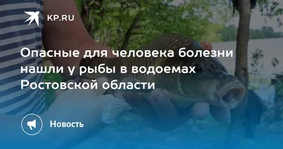 Осётр русский купить живую осетровую рыбу в пруд ▻PRUDIKI.RU