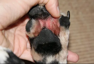 Болезни подушечек лап у собак на фото