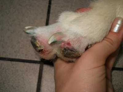 Фото болезней подушечек лап у собак в webp формате