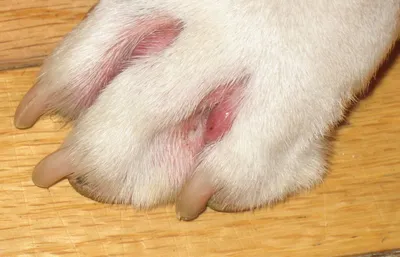 Бесплатные фото с болезнями подушечек лап у собак