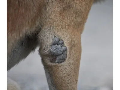 Фото с болезнями подушечек лап у собак на обоях