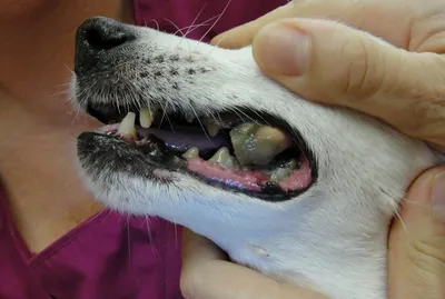 Болезни полости рта у собак: фото