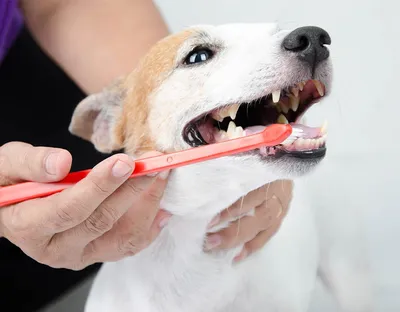 Фотоматериалы по болезням полости рта у собак