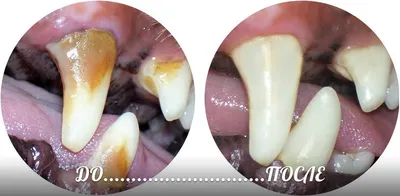 Болезни полости рта у собак: галерея изображений