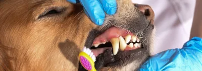 Фотоколлекция болезней полости рта у собак