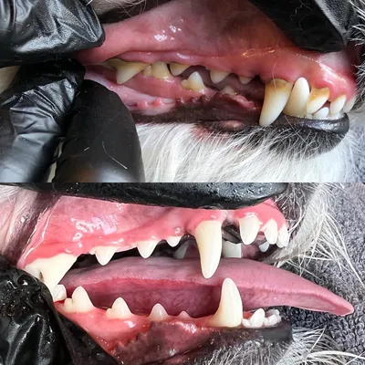 Картинки с болезнями полости рта у собак: бесплатный доступ