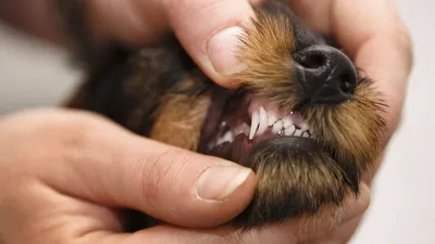 Фото болезней полости рта у собак в высоком разрешении