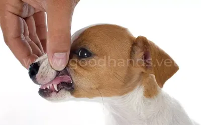 Болезни полости рта у собак: впечатляющие иллюстрации