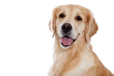 Скачать бесплатно фото болезней полости рта у собак в jpg формате