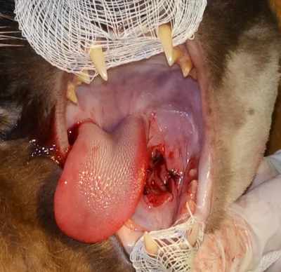 Изображения болезней полости рта у собак: подробные картинки