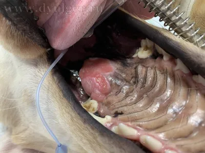 Скачать бесплатно фото болезней полости рта у собак