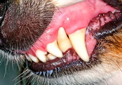 Изображения болезней полости рта у собак в хорошем качестве