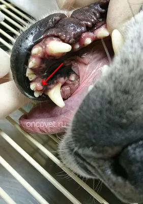 Болезни полости рта у собак: фотогалерея