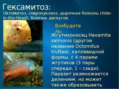 Болезни и лечение аквариумных рыб.