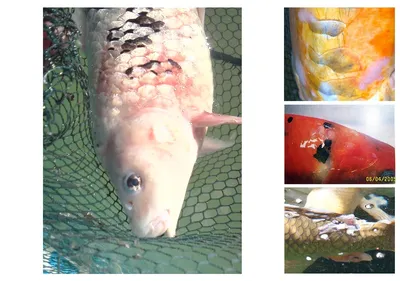 Аквариумные рыбки: фото с названиями, содержание, виды, болезни