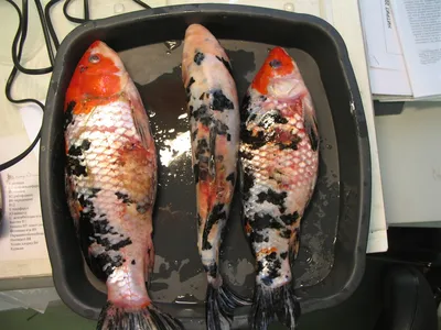 Болезни рыб Щербина: 300 грн. - Книги / журналы Киев на Olx