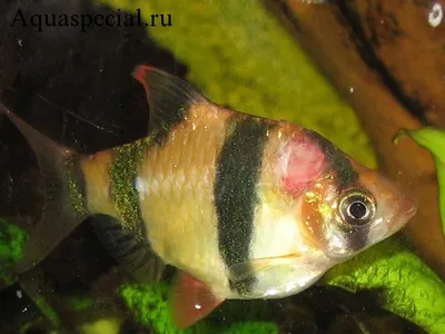 Pond VladOx ОМНИПОНД лекарство для рыб в пруду | PRUDIKI.RU