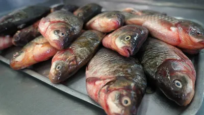Болезни золотых рыбок - Болезни рыб и борьба с ними - Пресноводный аквариум  - форум Аква Лого