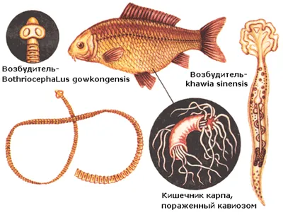 Помогите определить болезнь золотой рыбки | АквариумОК