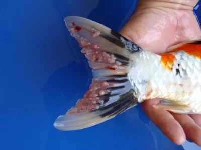 Вирусные заболевания у рыб: лимфоцистоз и папилломатоз от компании  Подводный Мир
